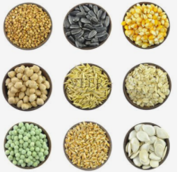 种子,华荣事故预防有限公司